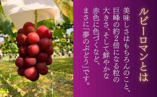 【先行予約 2026年】ルビーロマン ぶどう 葡萄 大粒 1房 600g～800g 贈答品【JA小松市】石川県 小松市
