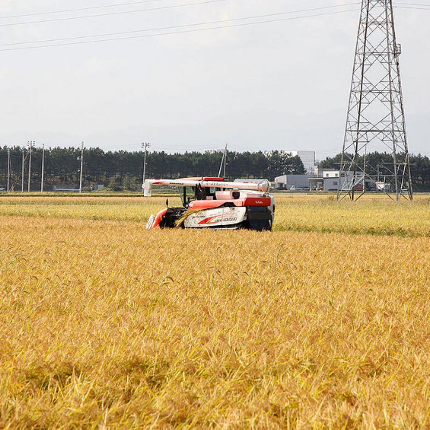 精米　令和６年産ひとめぼれ　５キロ