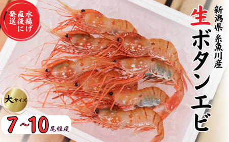 鮮度抜群！ボタンエビ 6～10尾 約300～400g 水揚げ直後に発送 新鮮 大きい 鮮やか 日本海直送 生 刺身 ぼたん海老 魚正 糸魚川 