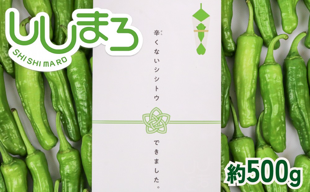 
                  【先行予約】 ししとう 500g 辛くない シシトウ 新鮮 野菜 ししまろ 獅子唐 炒め物 野菜炒め 天ぷら バーベキュー BBQ  高知県 南国市
                