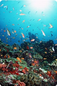 逗子・葉山ダイビングリゾート（小坪）で使えるご利用割引券E