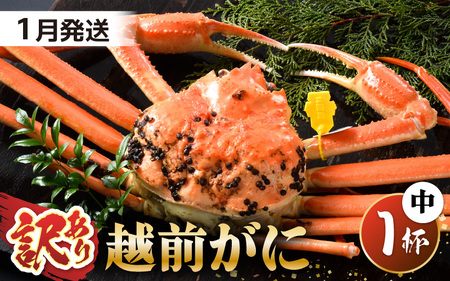 【先行予約】【訳あり】 茹で「越前ズワイ蟹」 中 1杯 脚折れ 【2026年1月発送分】【わけあり ワケアリ カニ かに 蟹 越前ガニ 越前蟹 ずわいがに ズワイガニ ズワイ ボイルガニ 姿 ボイル 冬の味覚 冷蔵 国産 県産】 [G-1402_01]