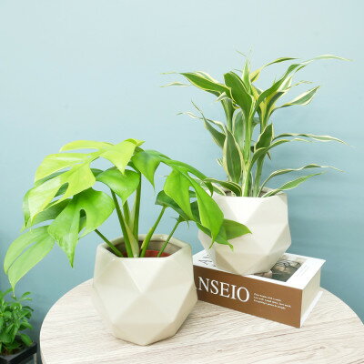 【ふるさと納税】ハイミニポリゴン【ベージュ】2個セット&栄養剤【オススメの観葉植物でお届け】【1604387】