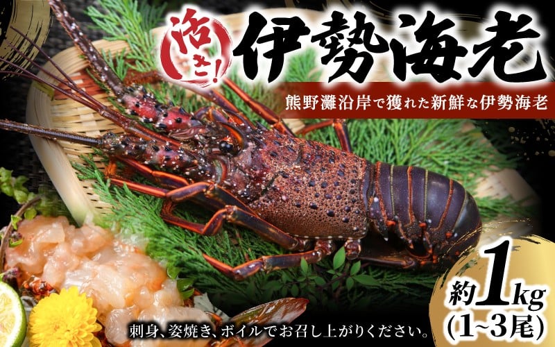 
            数量限定 活き 伊勢海老 約1kg（1～3尾）おせちにもおすすめ！ 配送日指定可 / 伊勢エビ 伊勢えび エビ えび 海老 刺身 お刺身 お造り 魚介類 鮮魚 年末 お正月 正月 三重県 熊野市【kmgk0001】
          