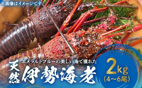 【ふるさと納税】エメラルドブルーの美しい海で獲れた天然伊勢海老２㎏（４～６尾）！