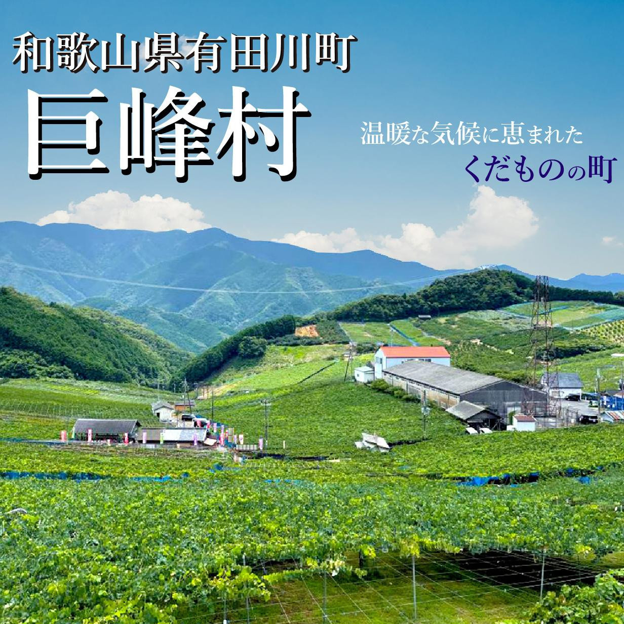 【締切間近　先行予約】 巨峰  2kg  4～6房  2025年8月下旬発送開始  朝採れ 新鮮 減農薬 和歌山県 巨峰村 農園直送