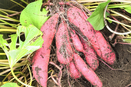 【京阪百貨店厳選】茨城県産べにはるか 10kg（新物）[A品L～2Lサイズ] 芋 さつま芋 サツマイモ さつまいも B18-002