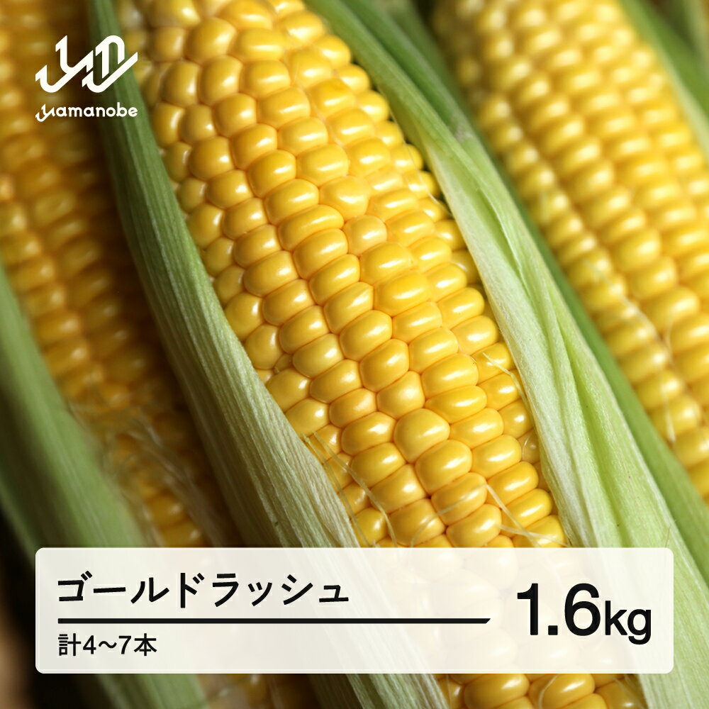 【ふるさと納税】 《先行予約》2026年 山形県産 ゴールドラッシュ 1.6kg(4-7本）とうもろこし トウモロコシ コーン 夏 野菜 やさい ※沖縄・離島への配送不可 送料無料 ot-cngxx1600