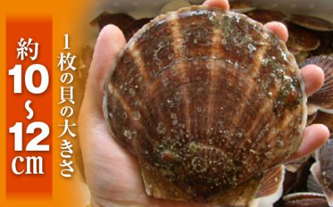 【先行予約】北海道森町産 活ホタテ3年貝 2.5kg（約10-15枚）（2024年2月以降発送）＜道産ネットミツハシ＞ 森町 ほたて 帆立 ホタテ 活ホタテ 活帆立 海産物 魚貝類 ふるさと納税 北海