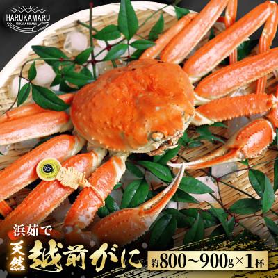 ふるさと納税 美浜町 【11月より順次発送】地物!はるか丸が厳選。《釜茹で》越前がに【中サイズ800g〜900g1杯】