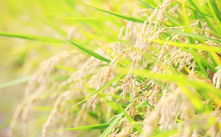 令和5年産【無洗米】岡山県産こしひかり10kg（5kg×2袋）
