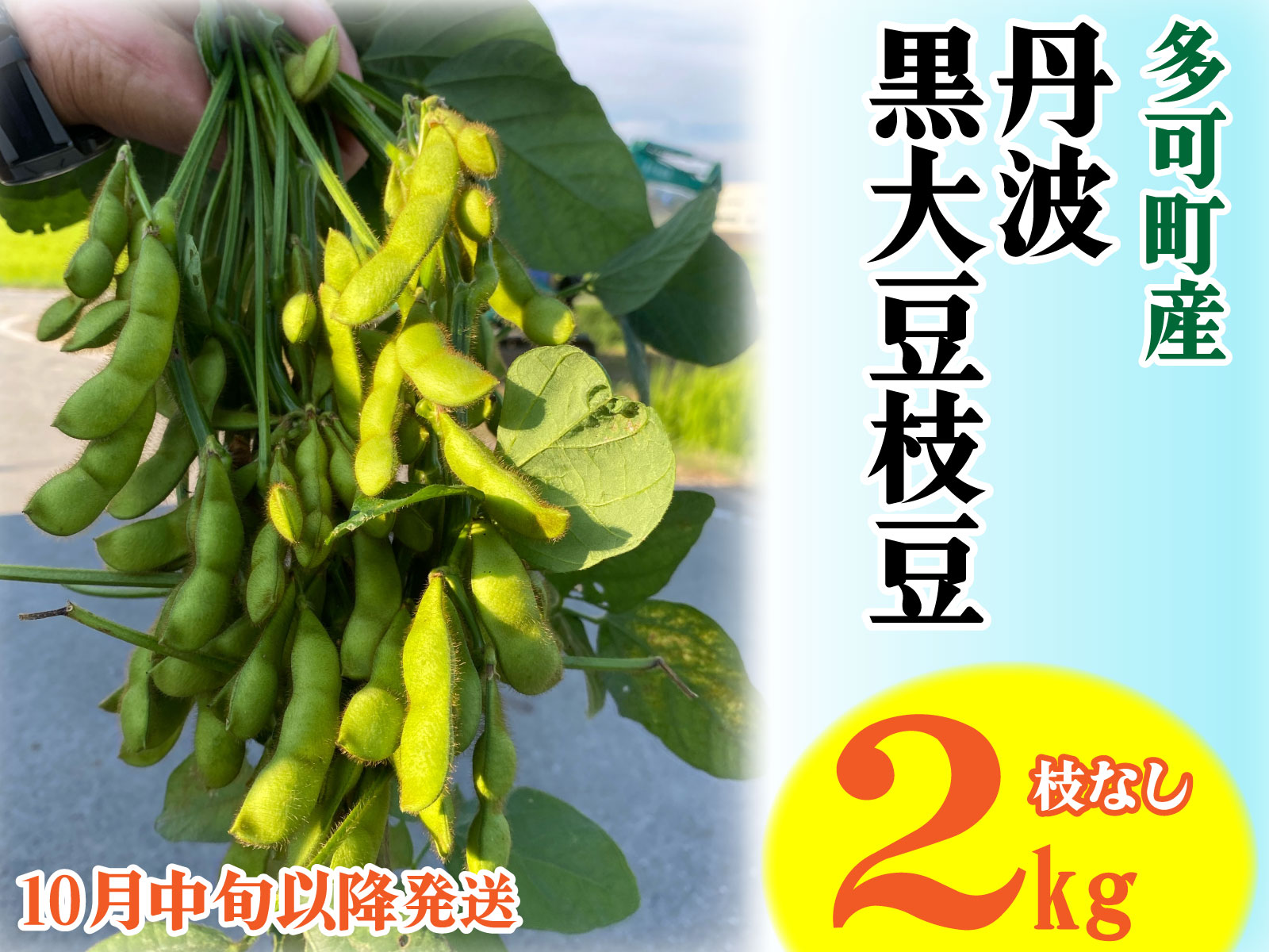 旬の味！丹波黒枝豆（枝なし）2kg [913]