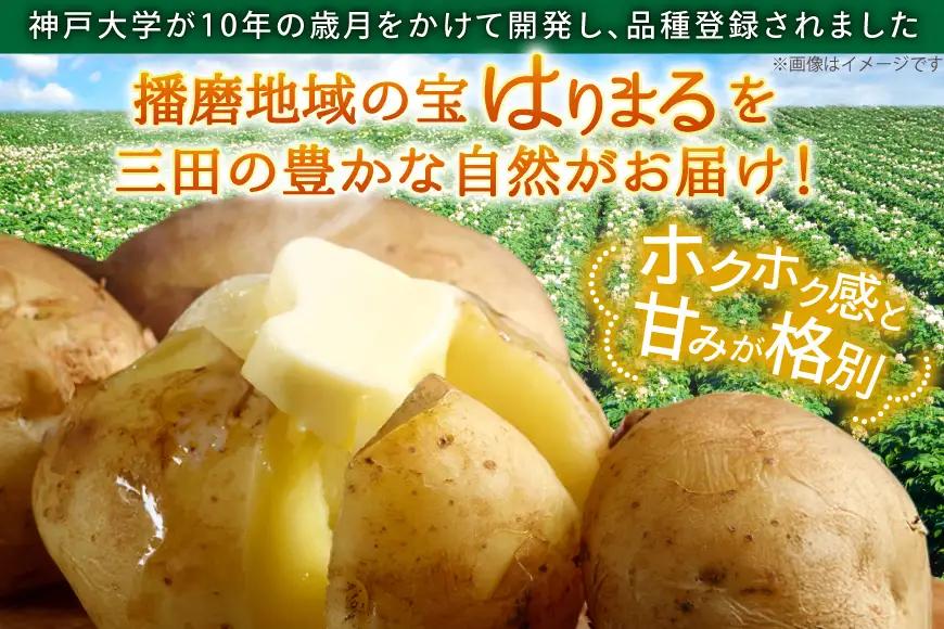 じゃがいも はりまる 1kg 【期間限定発送】[SSSファーム 兵庫県 三田市 3d28bed520003]