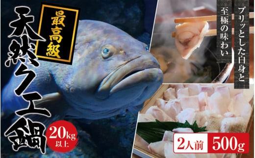 【冷蔵】天然 最高級クエ 20kg 以上  クエ鍋セット 2人前(250g×2) 【2026年11月下旬から2027年2月下旬までに順次発送致します。】 / 高級 海鮮 お魚 魚  くえ鍋 クエ鍋 くえ くえ天然 冷蔵 海産物【tkw010-1】