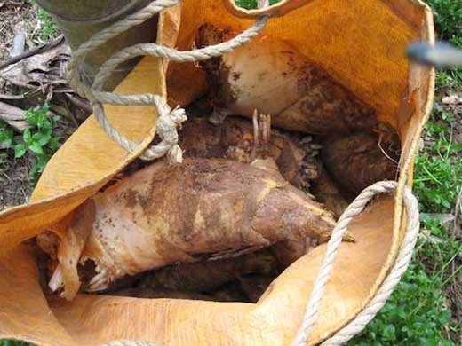 和歌山産　朝堀り 筍 4ｋｇ （ぬか付き）品種／孟宗竹