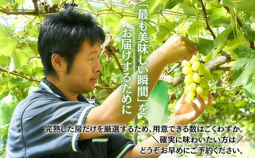 ＜2026年発送分　先行予約受付中！！＞ 厳選朝採りシャインマスカット 約1.6～2.0kg（2～3房）シャインマスカット　ぶどう詰め合わせ ぶどう ブドウ 果物 フルーツ 田中ぶどう園 大阪 河内長