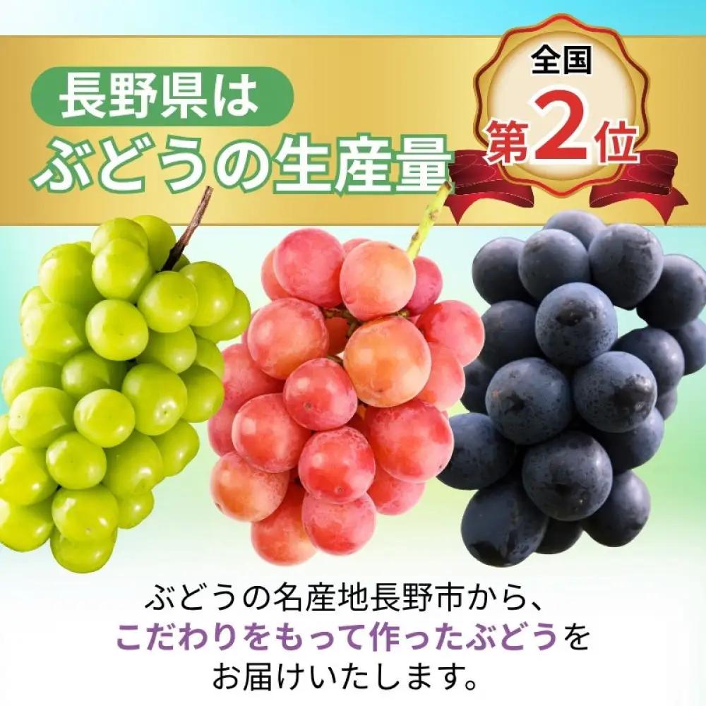 おかべ農園　長野市産 クイーンニーナ（贈答用） 2房【2026年9月下旬頃発送予定】  |ぶどう ぶどう