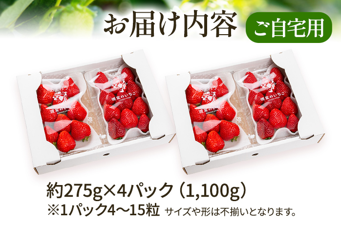 アフター保証 あまおう 約1,100g（約275g×4パック）【先行受付／2026年2月以降順次発送予定】いちご 大粒 不揃い 苺 イチゴ 福岡高級 フルーツ 土産 福岡県
