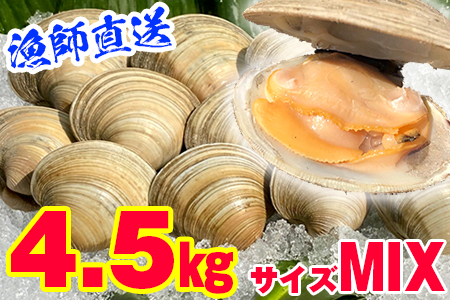 漁師直送！活ホンビノス貝4.5kg（サイズミックス）