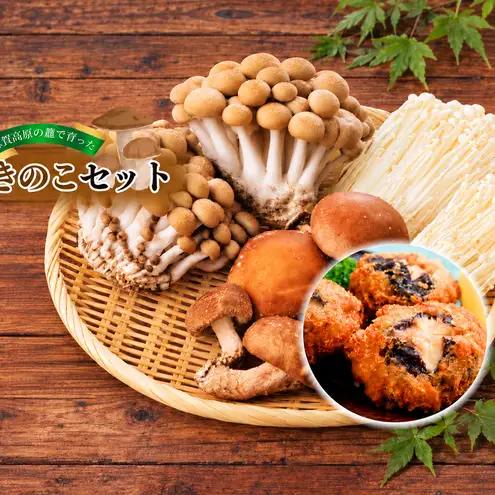 きのこ 志賀高原 セット きのこ