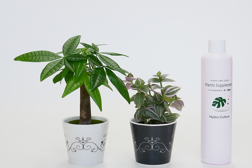 
                  観葉植物 キュートステラ 2個 栄養剤 セット [三浦園芸 愛知県 岡崎市 ok23bzw830008] インテリア 水耕栽培 ミニ 植物 ハイドロコーン 発砲煉石 陶器 管理方法 緑のある暮らし 育てやすい 初心者 手軽
                