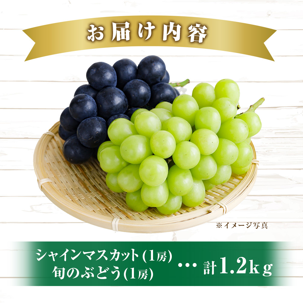 【令和8年発送】摘みたてシャインマスカットと旬のぶどう 1.2㎏程度（国産 フルーツ 果物 くだもの ブドウ シャインマスカット 2026 先行受付 贈答用 限定）