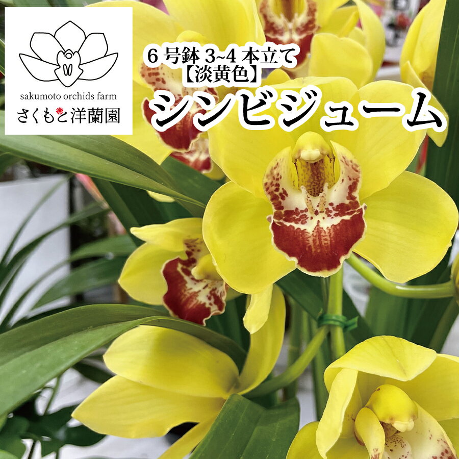 【ふるさと納税】【黄色】シンビジューム 6号鉢 3～4本立て