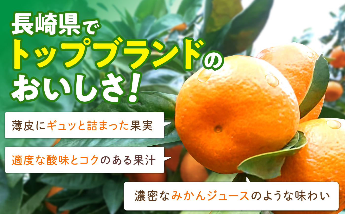 【2回定期便】伊木力温州みかん3kg (ご家庭用、箱入り) / 伊木力 温州みかん みかん ミカン 蜜柑 佐瀬 諫早 多良見 長崎 / 末永果樹園 [AHBD008]