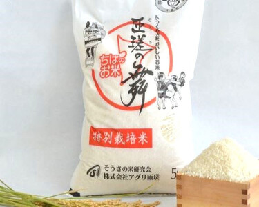 匝瑳の舞　精米　10kg