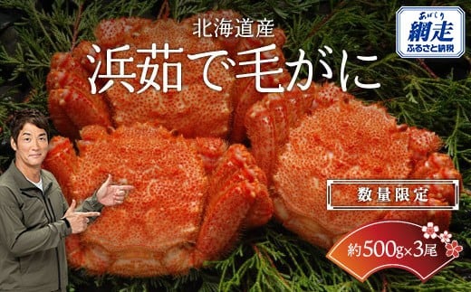
                  【数量限定】＜北海道産＞浜茹で毛がに【約500g×3尾】（網走加工） 【 ふるさと納税 人気 おすすめ ランキング 毛蟹 毛ガニ 毛がに かに味噌 カニみそ 浜茹で 北海道 網走市 送料無料 】 ABC017
                