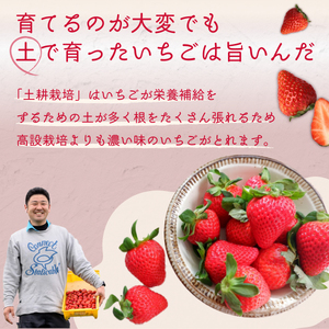いちご 特大・デラックスサイズ 大粒いちご やよいひめ 2パック