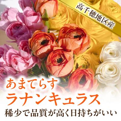 ふるさと納税 高千穂町 ラナンキュラス(2月限定) |  | 01