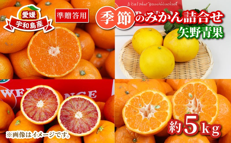 
                  準 贈答用 季節のみかん 詰合せ 5kg 矢野青果 フルーツ 詰め合わせ セット 柑橘 ミカン 蜜柑 mikan 果物 くだもの 愛媛みかん 愛媛蜜柑 濃厚みかん 旬 産地直送 数量限定 国産 愛媛 宇和島 B010-171034
                