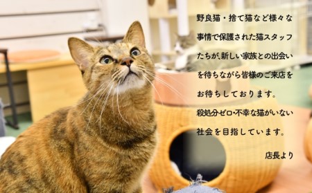 【返礼品なし】 猫 保護 支援 ねこ カフェ いろり 藤枝 猫 ネコ 里親 猫 寄付 ふれあい 猫 ( ネコ 動物愛護 猫保護 犬猫等愛護 猫カフェ 里親募集 猫への寄附 猫支援 猫藤枝 静岡県 藤枝