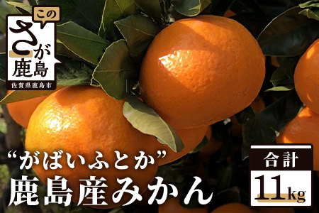  ”がばいふとか”鹿島産みかん 約12kg 大サイズ ご家庭用 A-88