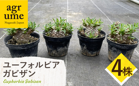 ユーフォルビア 峨眉山（ガビザン）Euphorbia Gabisan 4株 長与町/アグリューム[EAI174]