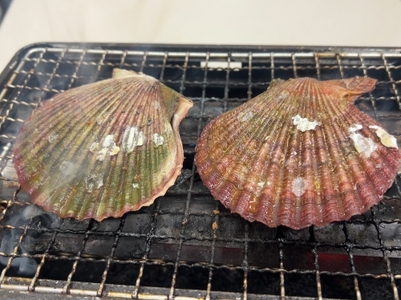 （冷蔵） ヒオウギ貝 10個入 （加熱用） ／ 三重外湾漁業協同組合 アッパッパ貝 炊き込みご飯 グラタン BBQ バーベキュー 魚貝 海鮮 産地直送 三重県 南伊勢町