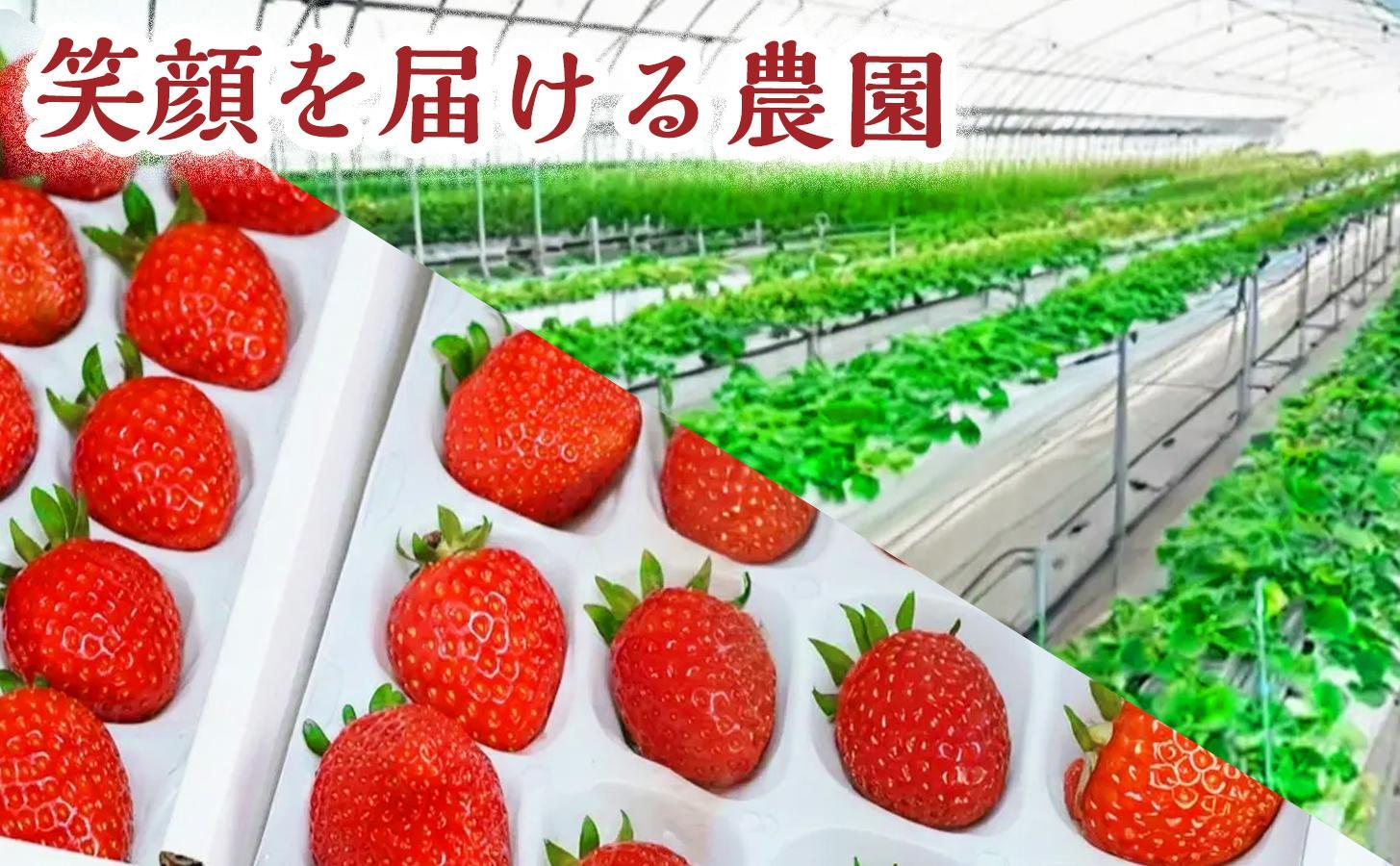 【甘さと爽やかさの贅沢セット】いちごミルクアイス＆いちごシャーベット 各15個 計30個 いちご イチゴ アイス シャーベット 果物 フルーツ 大粒 濃厚 産地直送 詰め合わせ ギフト 贈答用 兵庫県