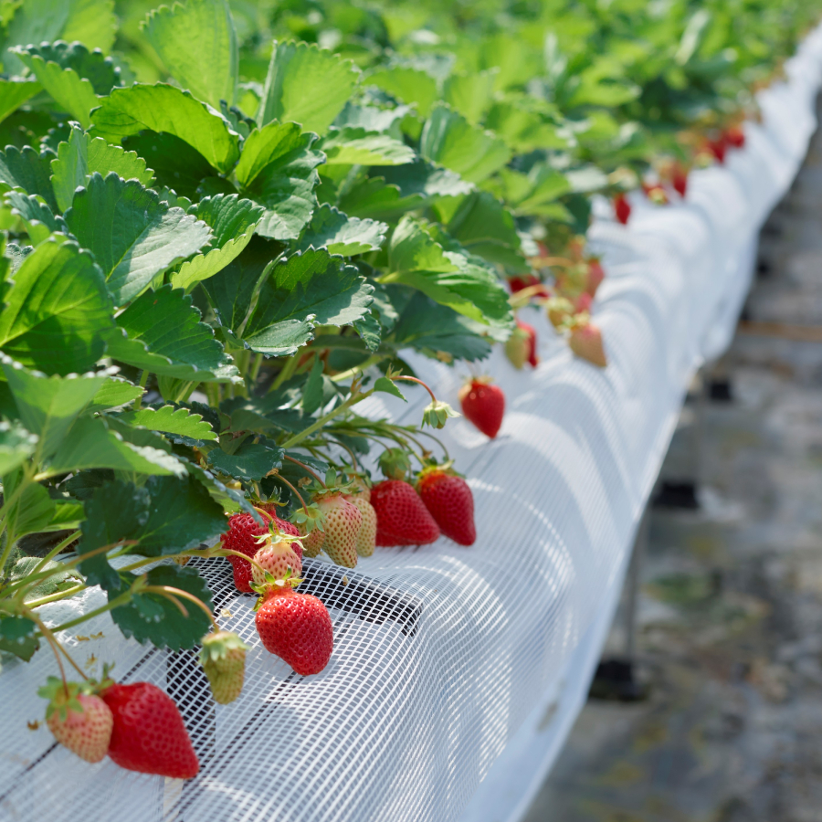 『岩田屋本店・南国フルーツ』あまおうギフト箱（24-30粒）