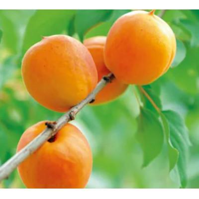 ふるさと納税 千曲市 【2026年発送】あんず 信州サワー 約2kg