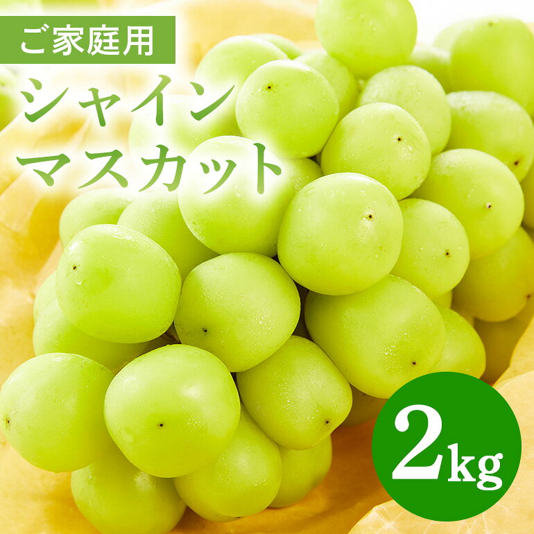 【ふるさと納税】 ご家庭用シャインマスカット 2kg 鈴木ぶどう園 ぶどう ブドウ 国産 果物 くだもの 葡萄 フルーツ 2キロ 9～10月 発送 夏 秋 旬 品種 茨城県産 産地直送 産直 農家直送 冷蔵 茨城県 石岡市 送料無料 (A07-006)