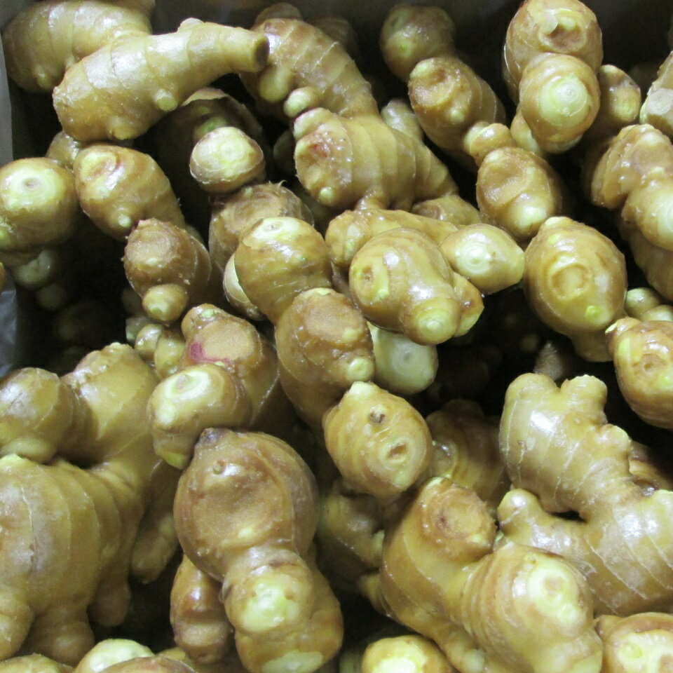 【ふるさと納税】 こだわり 農法 生姜 水洗い 250g 自然 生姜 しょうが ショウガ 野菜 調味料 薬味 ジンジャーエール ジンジャー 高知 黒潮町 ふるさと納税 人気 ふるさと納税生姜 ふるさと納税薬味