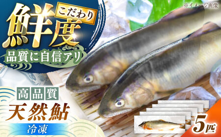 天然あゆ 19〜22cm 5匹【スピード配送】/ 恵那市 / 恵那物産館 [AUFS009]