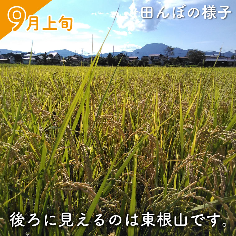★令和7年産★ ささしぐれ 10kg (精米5kg・玄米5kg) (DE009)