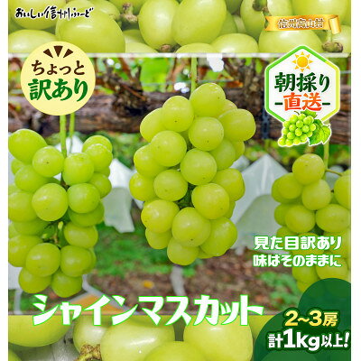 【ふるさと納税】ちょっと訳あり 信州産 新鮮朝採りシャインマスカット 2～3房1kg 2025年9月中旬～発送予定【配送不可地域：離島】【1625533】