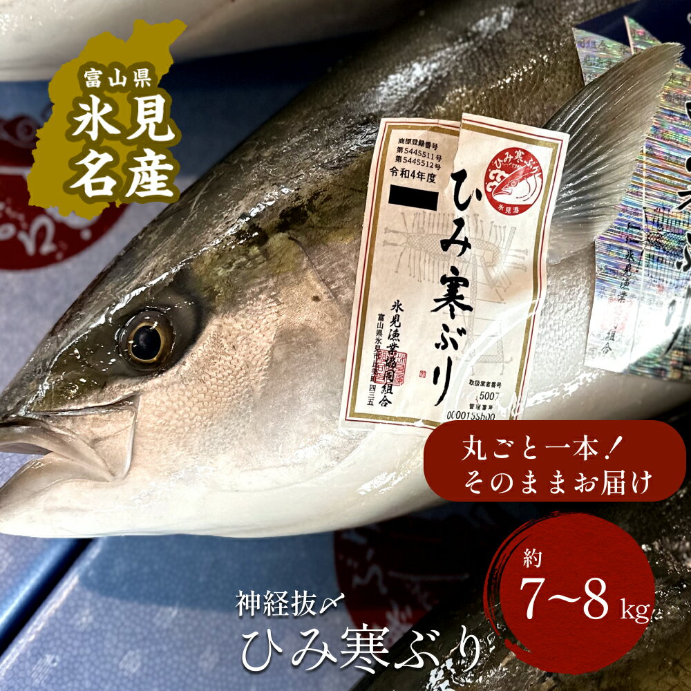 【ふるさと納税】【先行予約】 ひみ寒ぶり朝どれ1本 ＜一本丸ごと＞（神経抜〆7～8kg） ｜富山湾 氷見 氷見漁港 能登 寒ブリ 1本 天然鰤 天然 鮮魚 ブリ 産地直送 期間限定