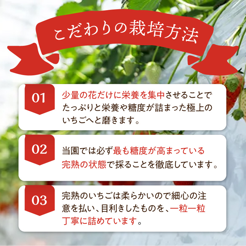 はたやのいちご 2Pセット《 いちご 苺 イチゴ フルーツ 果物 国産 フルーツ工房はたや あまえくぼ 章姫 あまクイーン ロイヤルクイーン ぽりっちご あまおとめ 堅しろう 》【2501C09702
