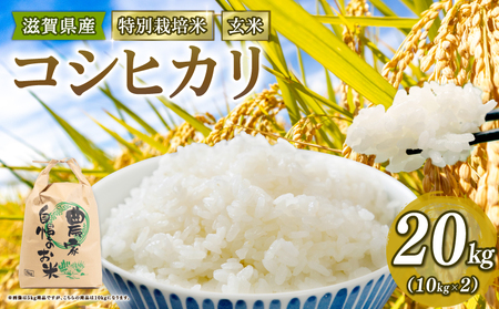 米 こしひかり 特別栽培米 令和7年産 米 20kg 玄米 コシヒカリ 2025年産 国産 農家直送 環境こだわり 小分け お米 こめ おこめ 先行予約 農家直送 産地直送 滋賀県 竜王町                                         