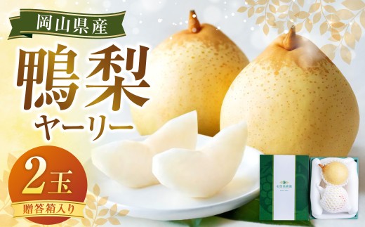 鴨梨（ヤーリー）2玉 贈答箱 梨 ナシ なし 【2026年11月下旬～12月下旬発送予定】