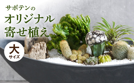 サボテンのオリジナル寄せ植え（大）[133O02] 本格サボテン 産地直送サボテン インテリア サボテンギフト プレゼント オシャレ かわいい 寄せ植え オリジナルサボテン 人気サボテン 多肉植物 